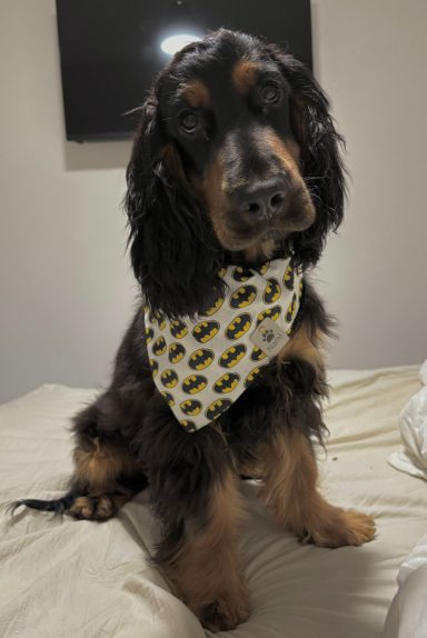 Perro de raza cocker con pañuelo decorado, sentado sobre una cama.